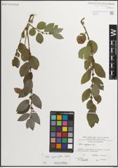 Foto von Salix myrsinifolia Salisb.